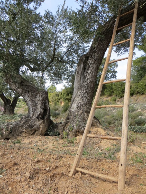 Experiència "Gaudeix de l'Oli entre Oliveres Centenàries" - Imatge 3