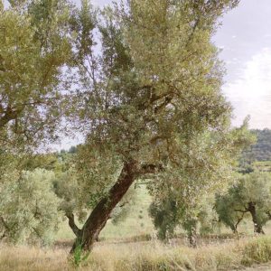 <i class="icon-heart-fa"></i> Apadrina l'Olivera 51. El Tossal