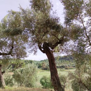 <i class="icon-heart-fa"></i> Apadrina l'Olivera 56. El Tossal