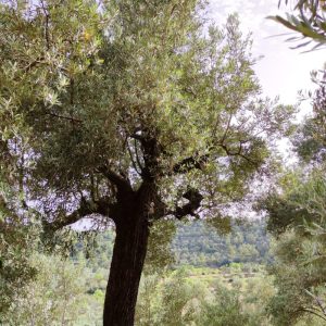 <i class="icon-heart-fa"></i> Apadrina l'Olivera 65. El Tossal