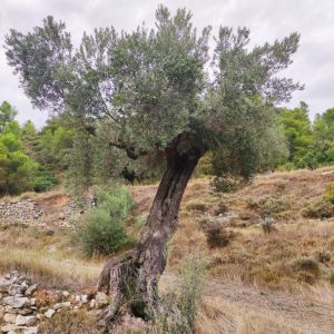 <i class="icon-heart-fa"></i> Apadrina l'Olivera 52. El Tossal