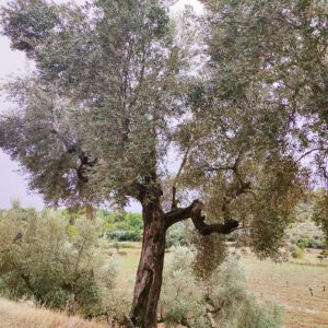 <i class="icon-heart-fa"></i> Apadrina l'Olivera 60. El Tossal