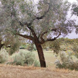 <i class="icon-heart-fa"></i> Apadrina l'Olivera 61. El Tossal