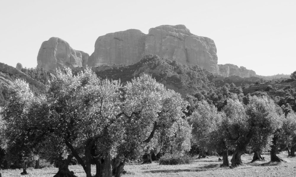 oliveres-als-ports