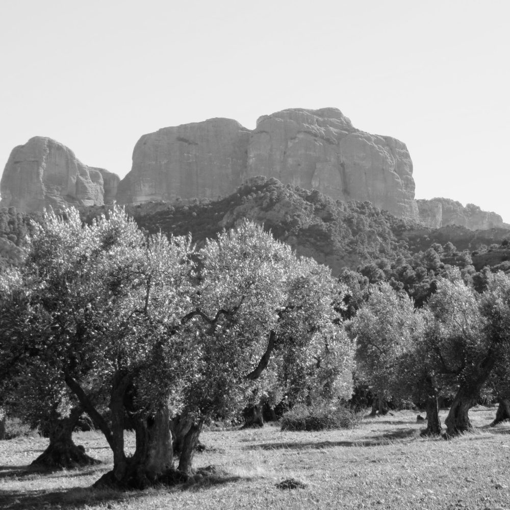 oliveres-als-ports